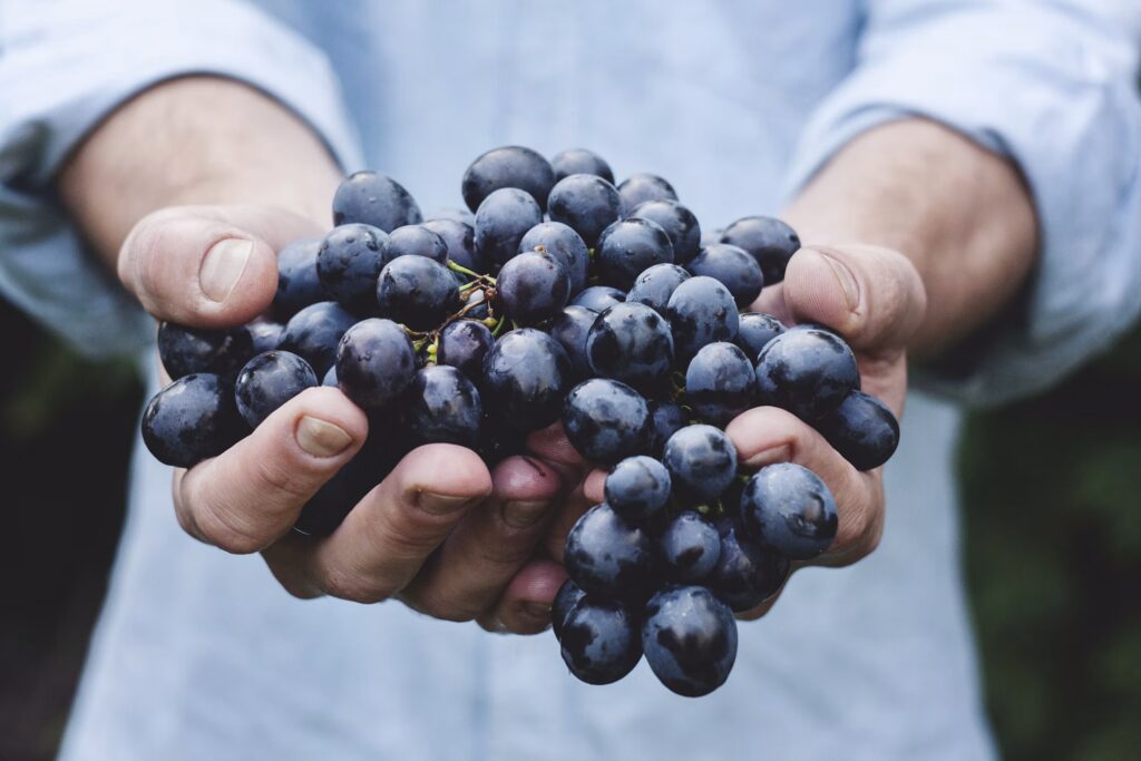 signy centre vignerons nyon 02